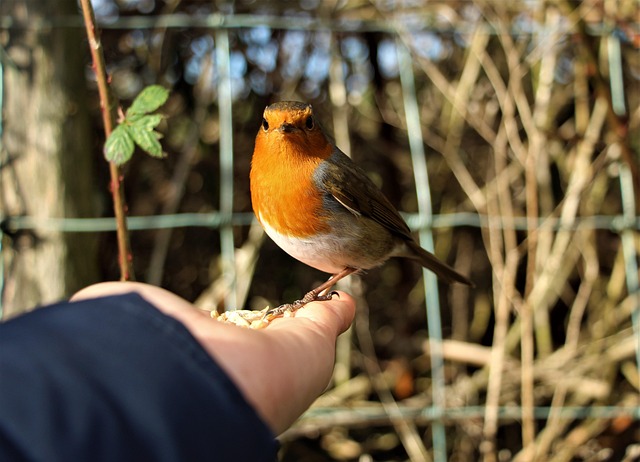 Sunflower Hearts: Nutritious Treats for Garden Birds' Diets
