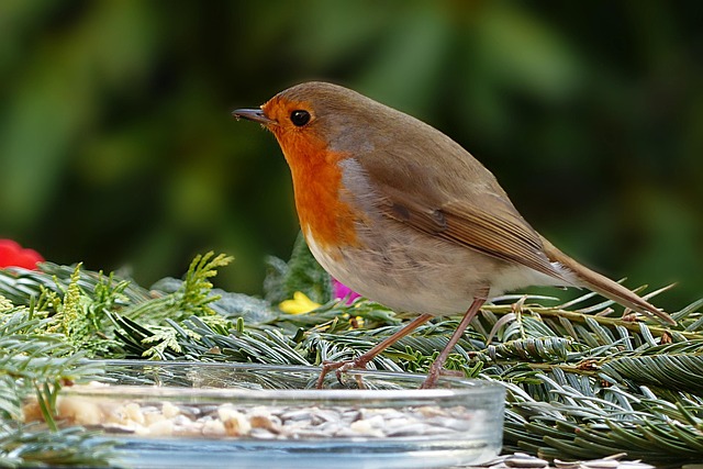 Online order confirmation for bird feed