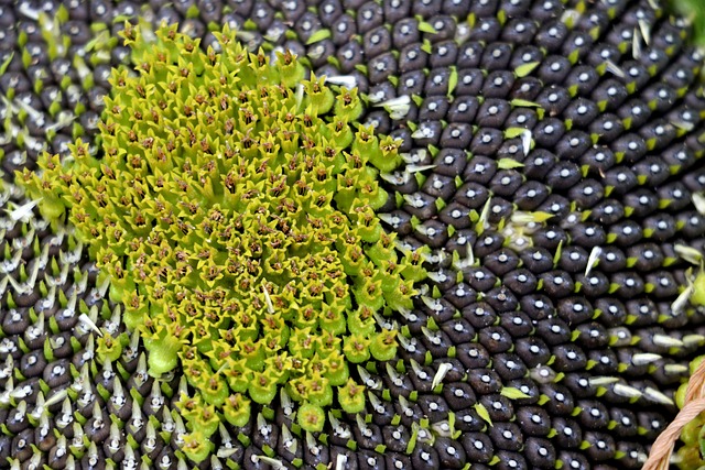 Open metal tray with sunflower seeds