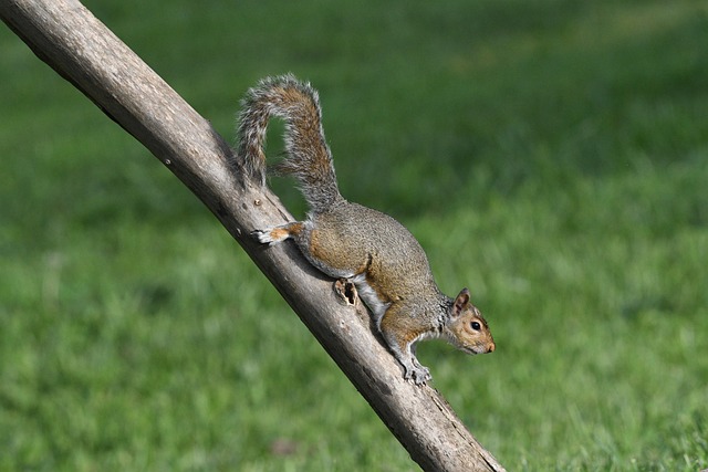 Outdoor feeder preventing squirrel access