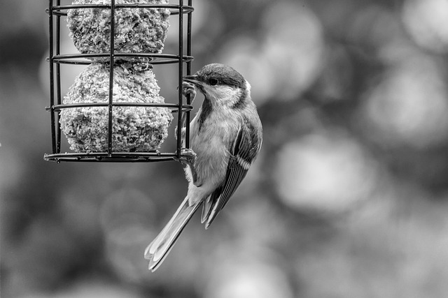 Peanut feeder surrounded by winter garden scenery