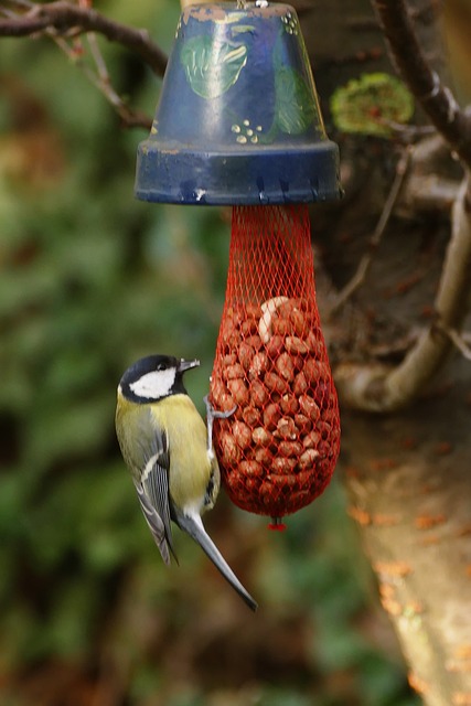 Peanut feeder surrounded by winter garden scenery