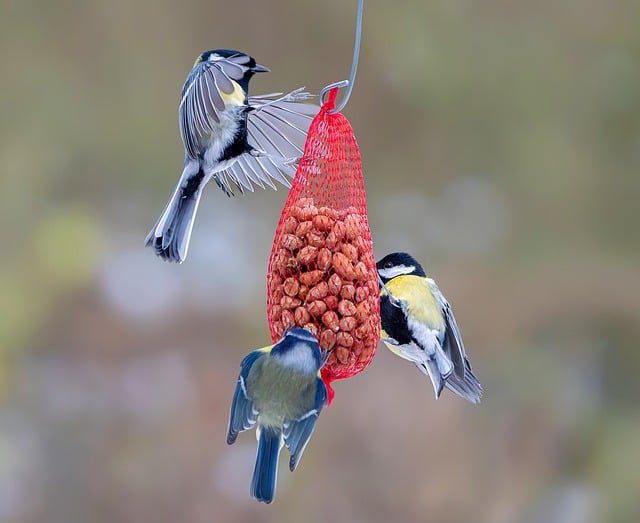 Peanut feeder surrounded by winter garden scenery