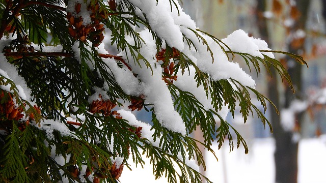 Redwings feeding on berries in snow