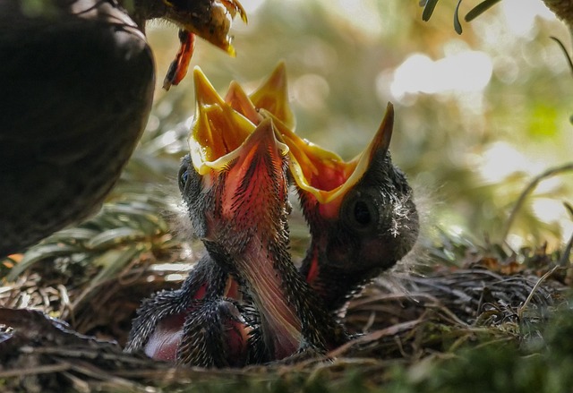 Robin feeding chick in spring nest