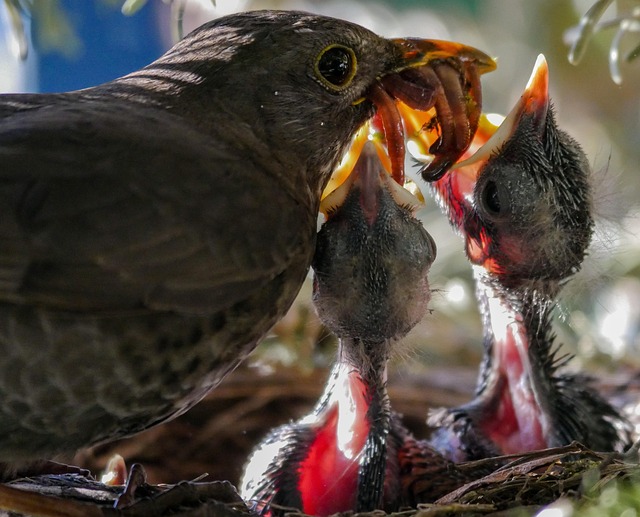 Robin feeding chick in spring nest