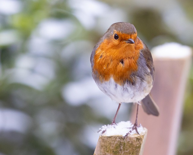 Robin near tray of suet pellets