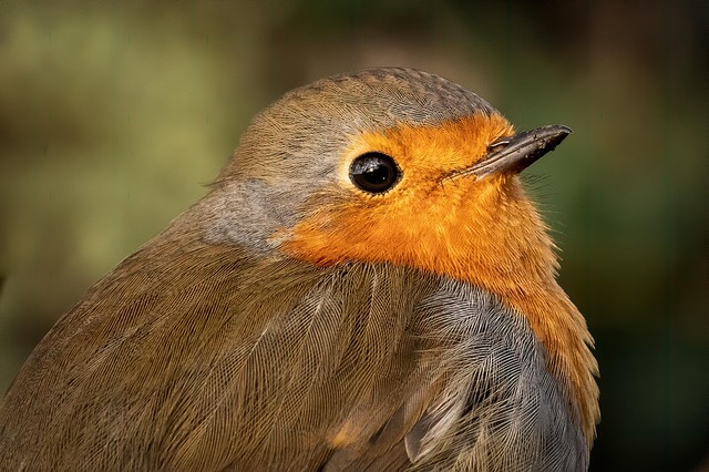 Robin pecking food from bird table
