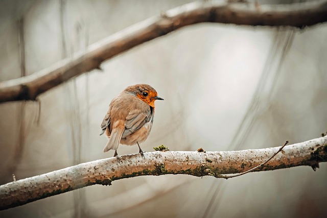 Robin perched near peanut-filled feeder