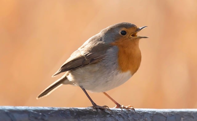 Robin perched near peanut-filled feeder