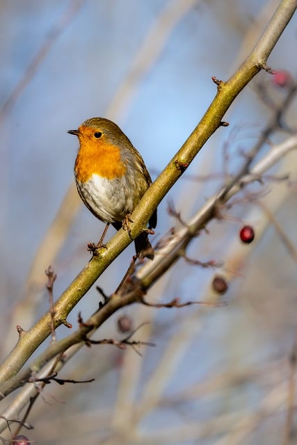 Robin perched near peanut-filled feeder