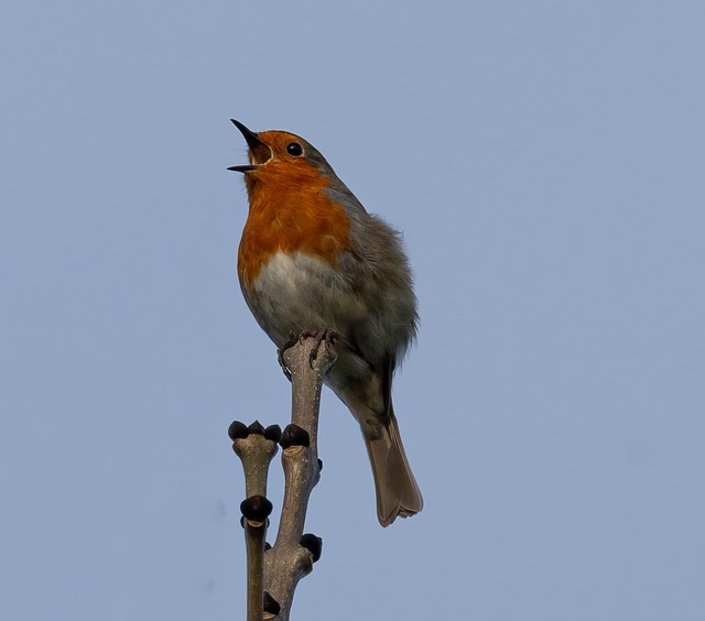 Robin perched near peanut-filled feeder