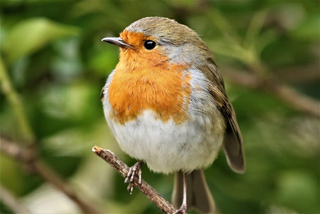 Robin perched near peanut-filled feeder