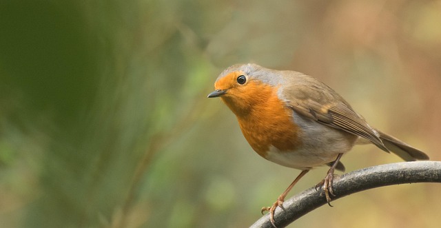 Robin perched near sunflower hearts on table