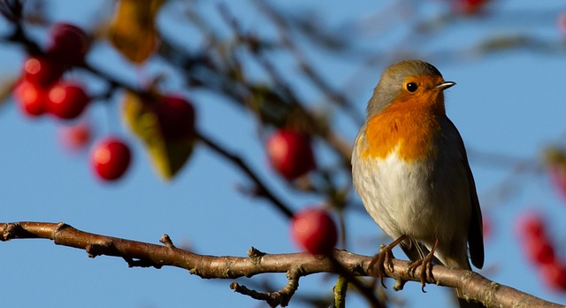 Robin perched near sunflower hearts on table