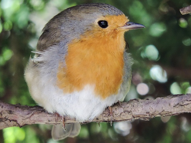 Robin perched near sunflower hearts on table