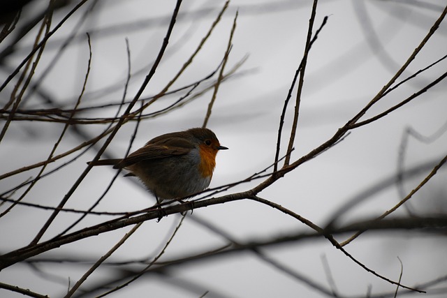 Robin perched near sunflower hearts on table