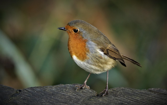 Robin with bright red breast perched