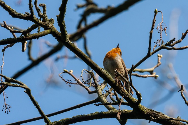 Robins feeding on high-energy seed mix