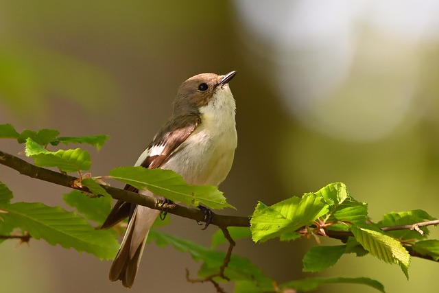 Selection of fine seeds for songbirds