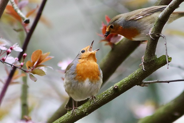 Selective feeding station for small birds
