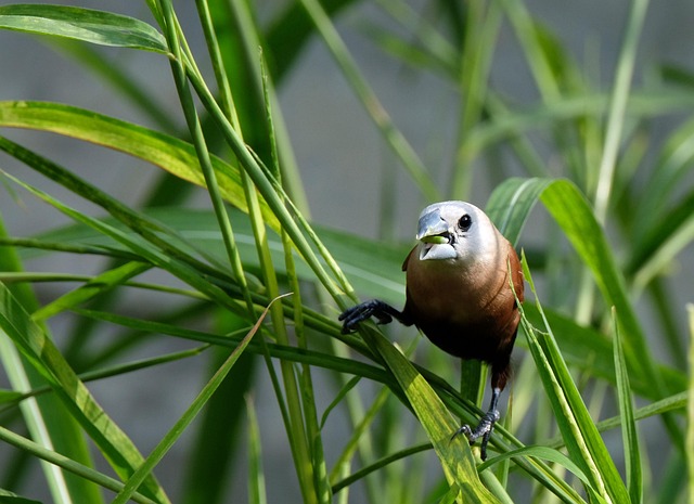 Selective feeding station for small birds