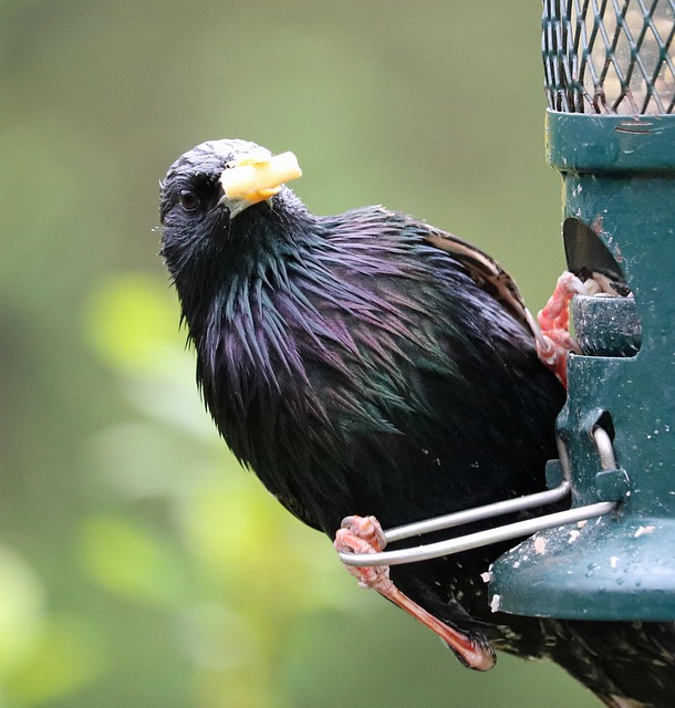 Small bird feeding at cage feeder
