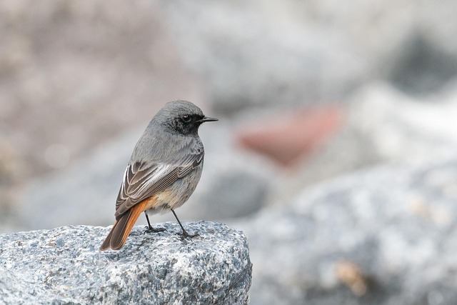 Small birds eating dried fruit pieces