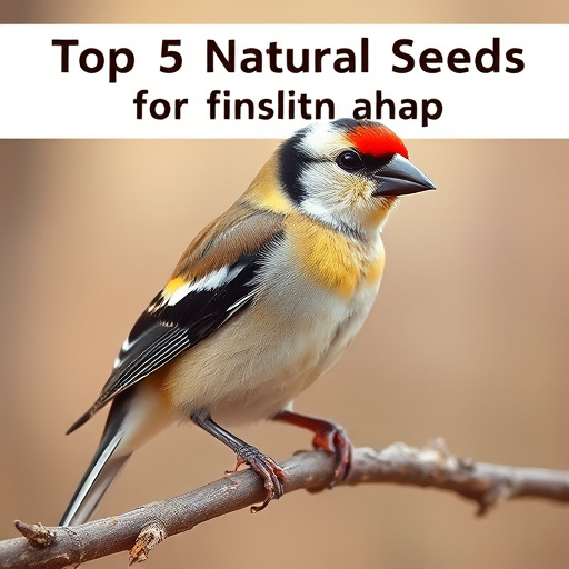 Small birds eating seed from tray