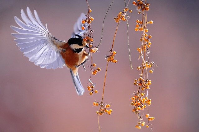 Small birds enjoying seed and berries
