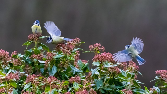 Small birds feeding on sunflower hearts