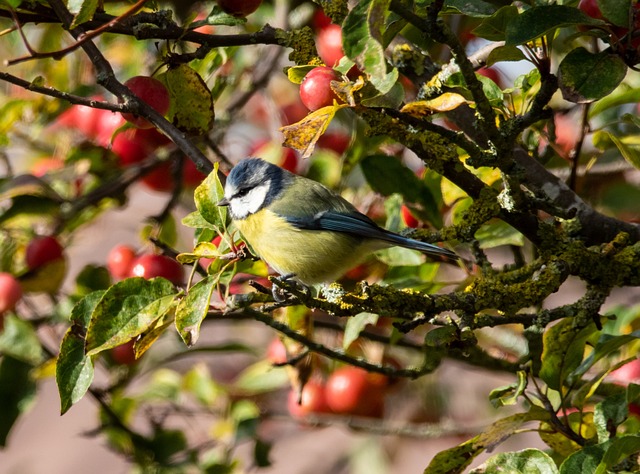 Small birds feeding on wooden station