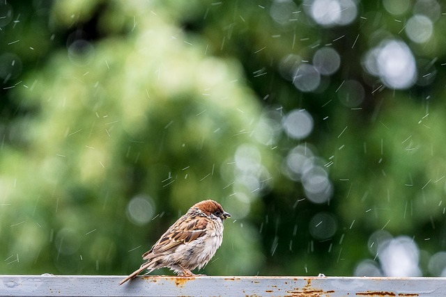 Small birds feeding on wooden station
