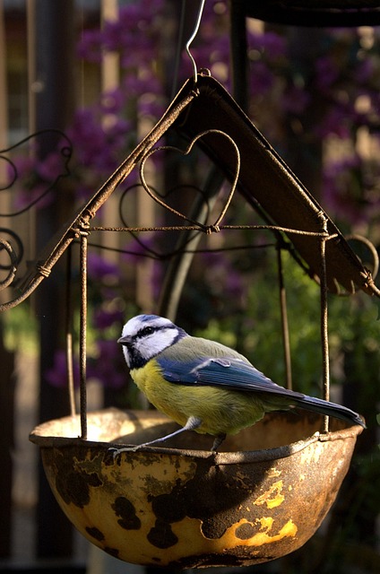 Small garden birds feeding together