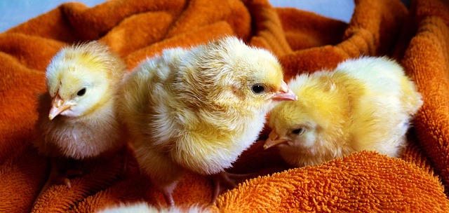 Soft food offered to young bird