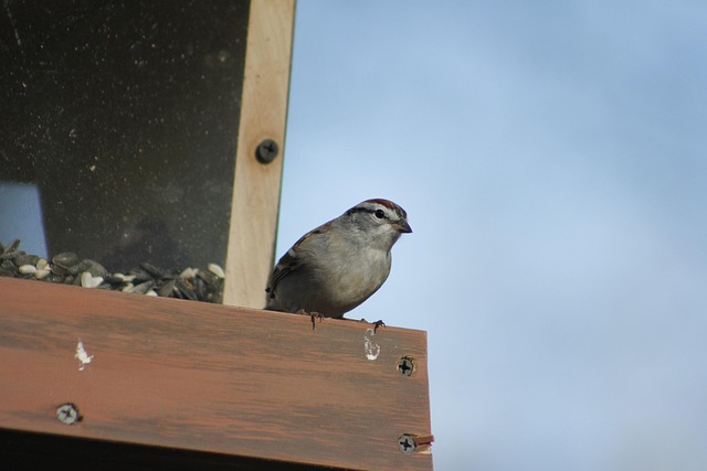 Sparrow clinging to hanging fat ball feeder