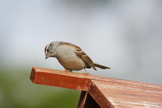 Sparrow clinging to hanging fat ball feeder