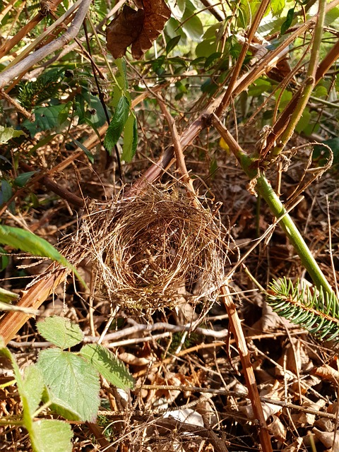 Sparrow leaving an abandoned nest