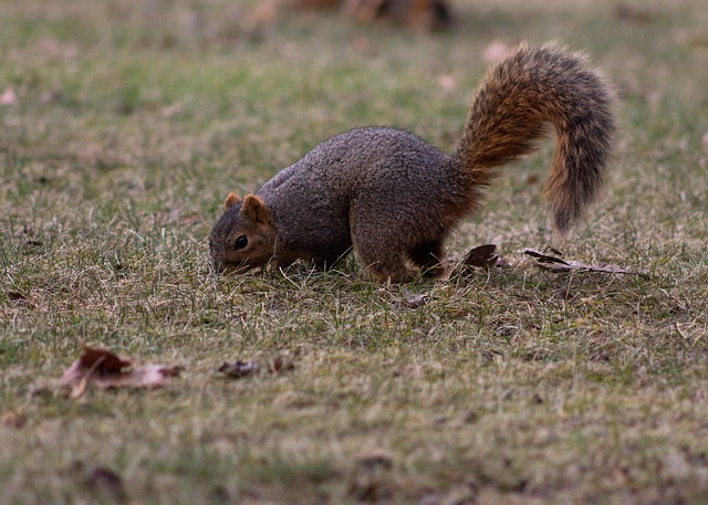 Squirrels near autumn bird food