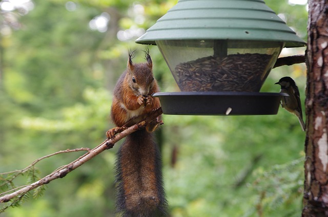 Squirrels near autumn bird food