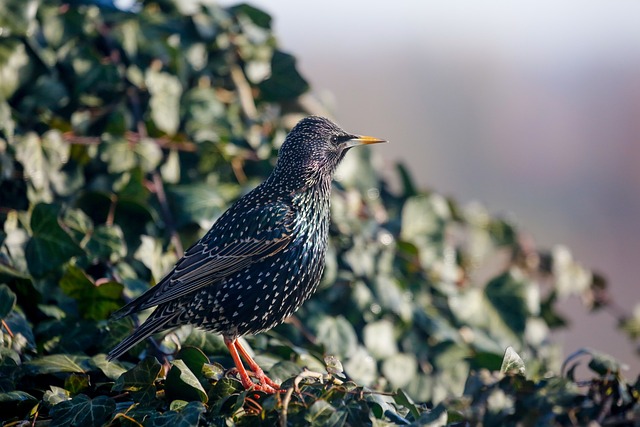 Starling displaying iridescent feathers