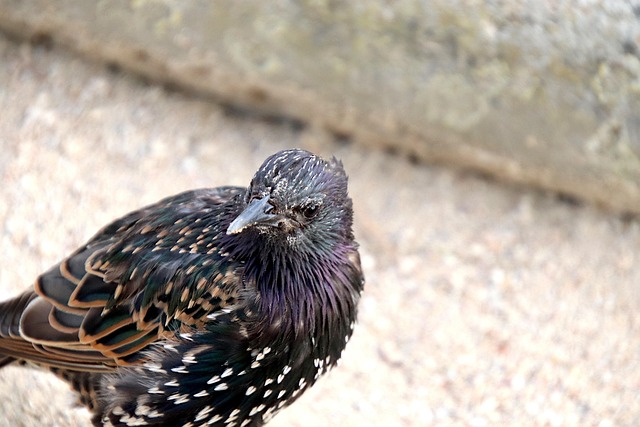 Starling displaying iridescent feathers