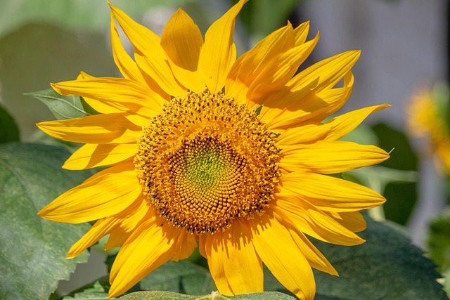 Sunflower seeds spilling from container