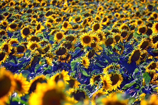 Sunflower seeds spilling from container