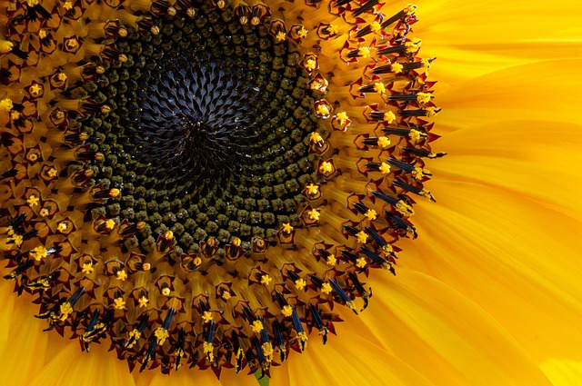 Sunflower seeds spilling from container