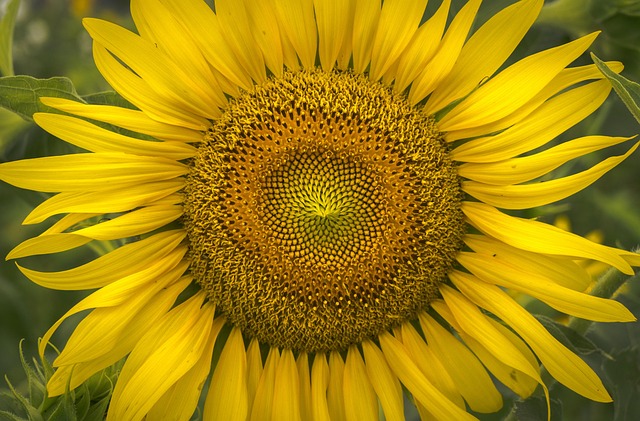 Sunflower seeds spilling from container