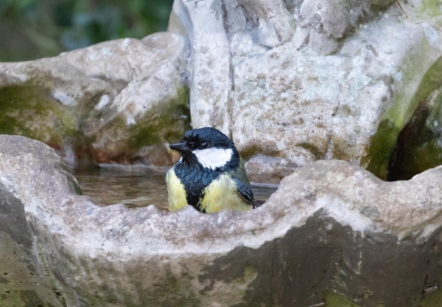 Tiny blue tit pecking suet pellets