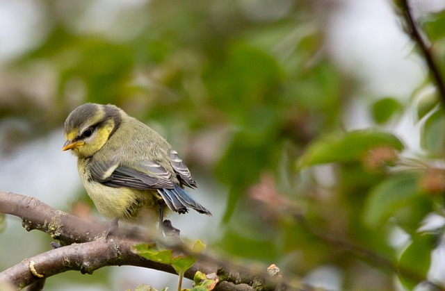 Tiny blue tit pecking suet pellets