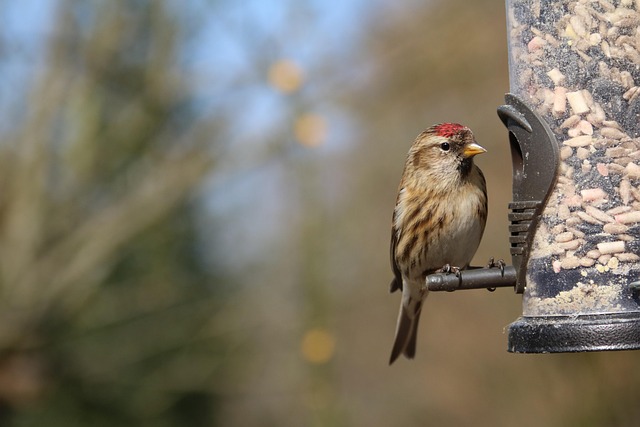 Variety of small birds at feeder