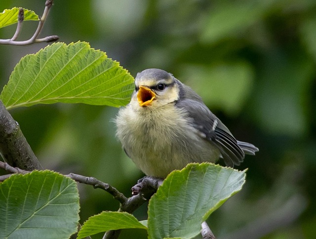 what do I feed a fledgling bird uk